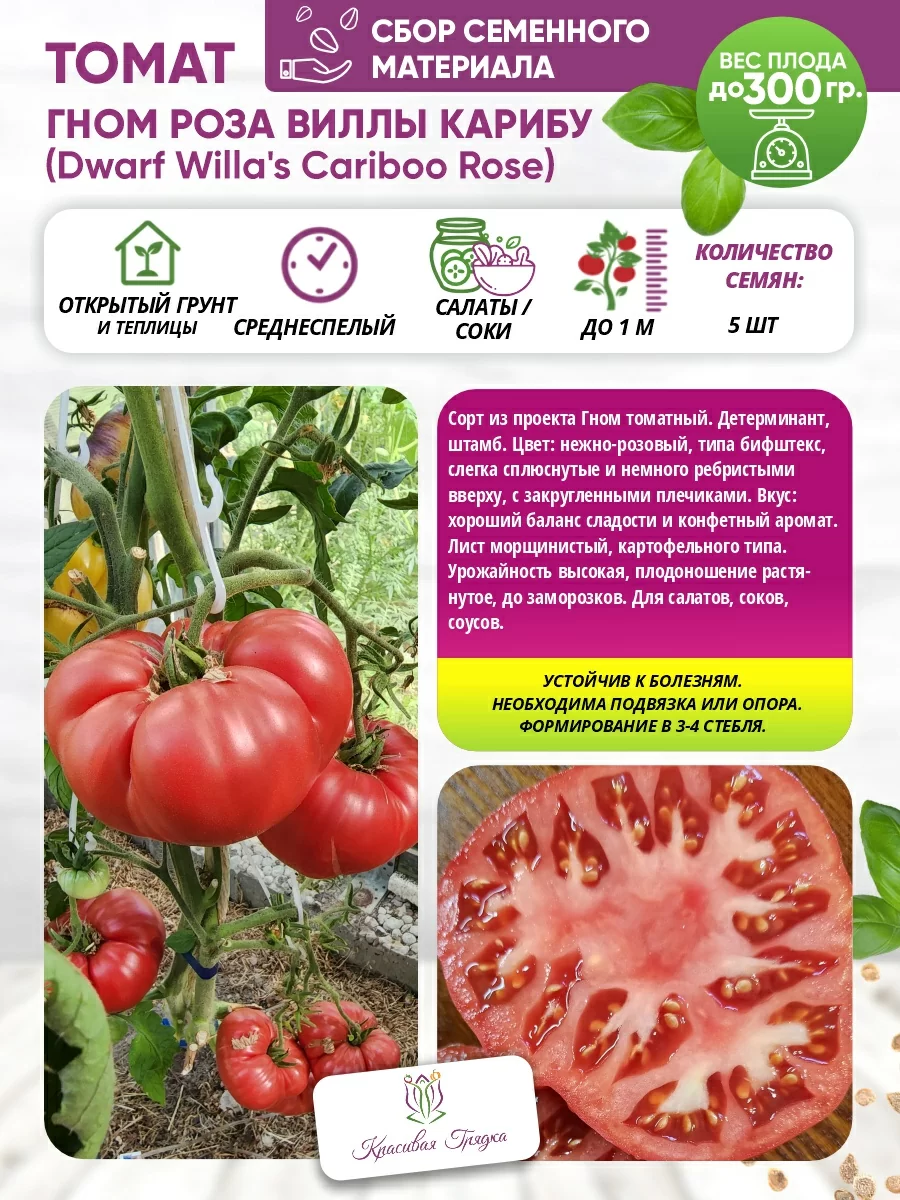 Гном роза виллы карибу 400