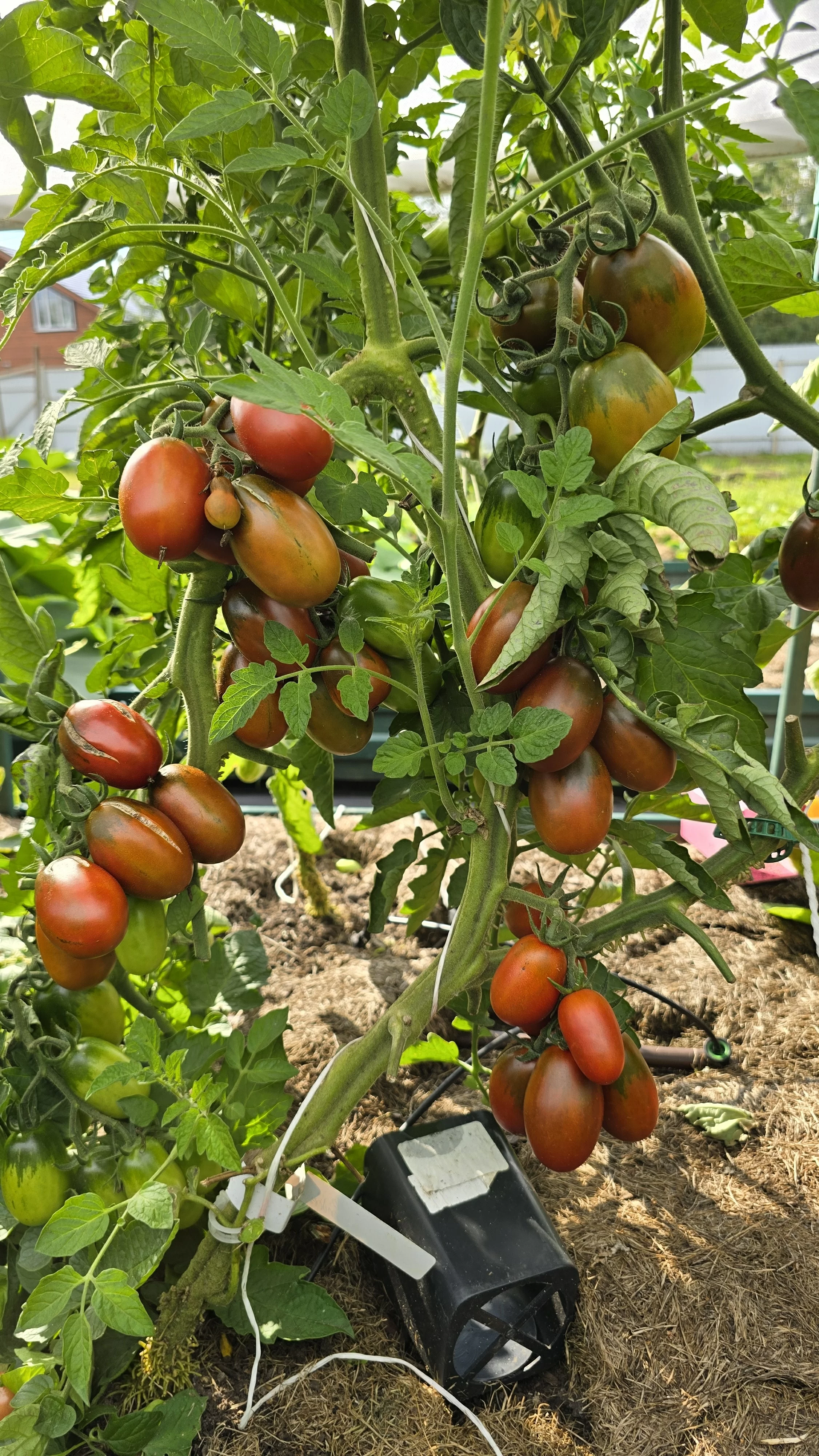 Черный гроздевой