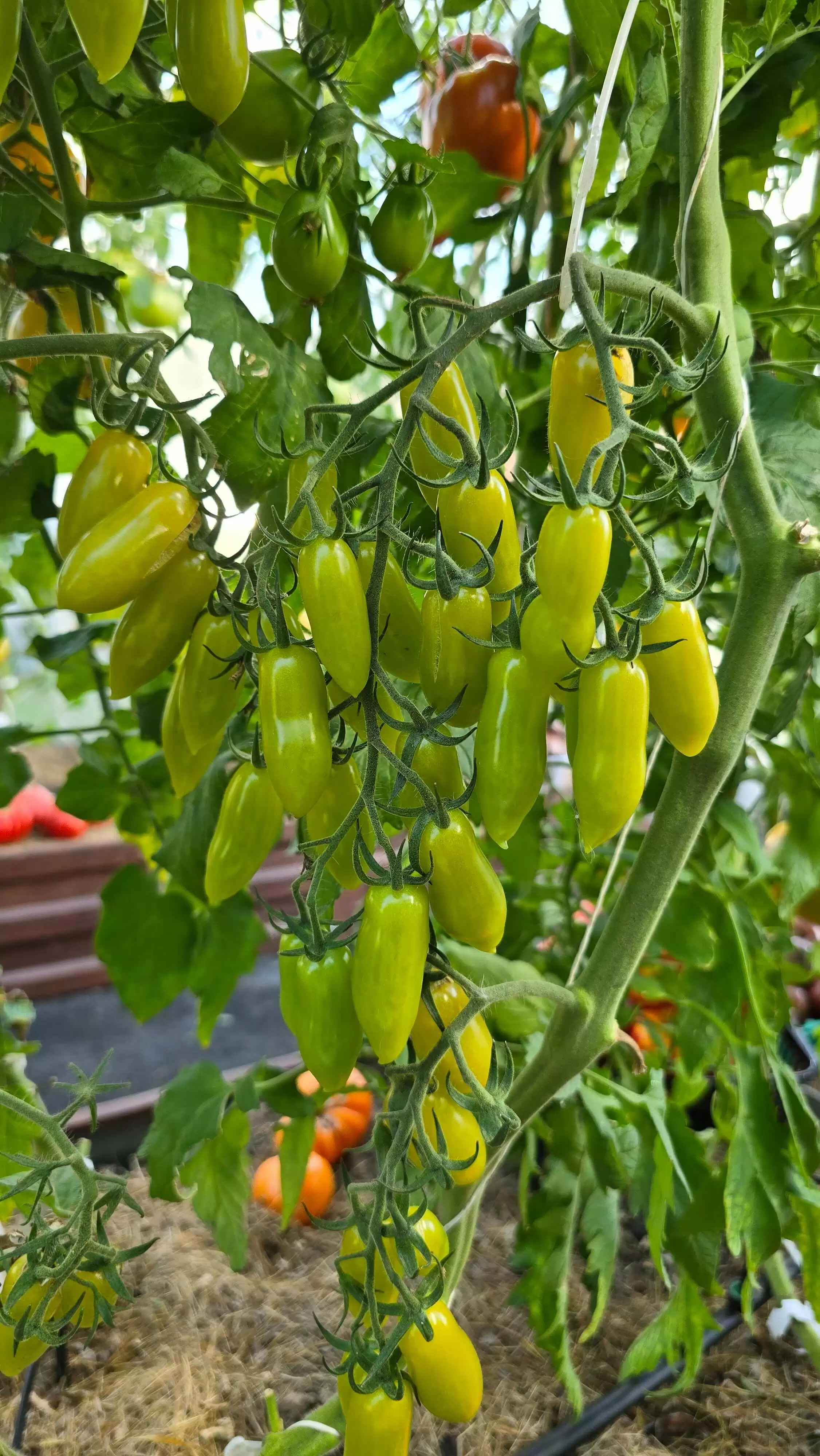 Зеленые танцующие пальцы