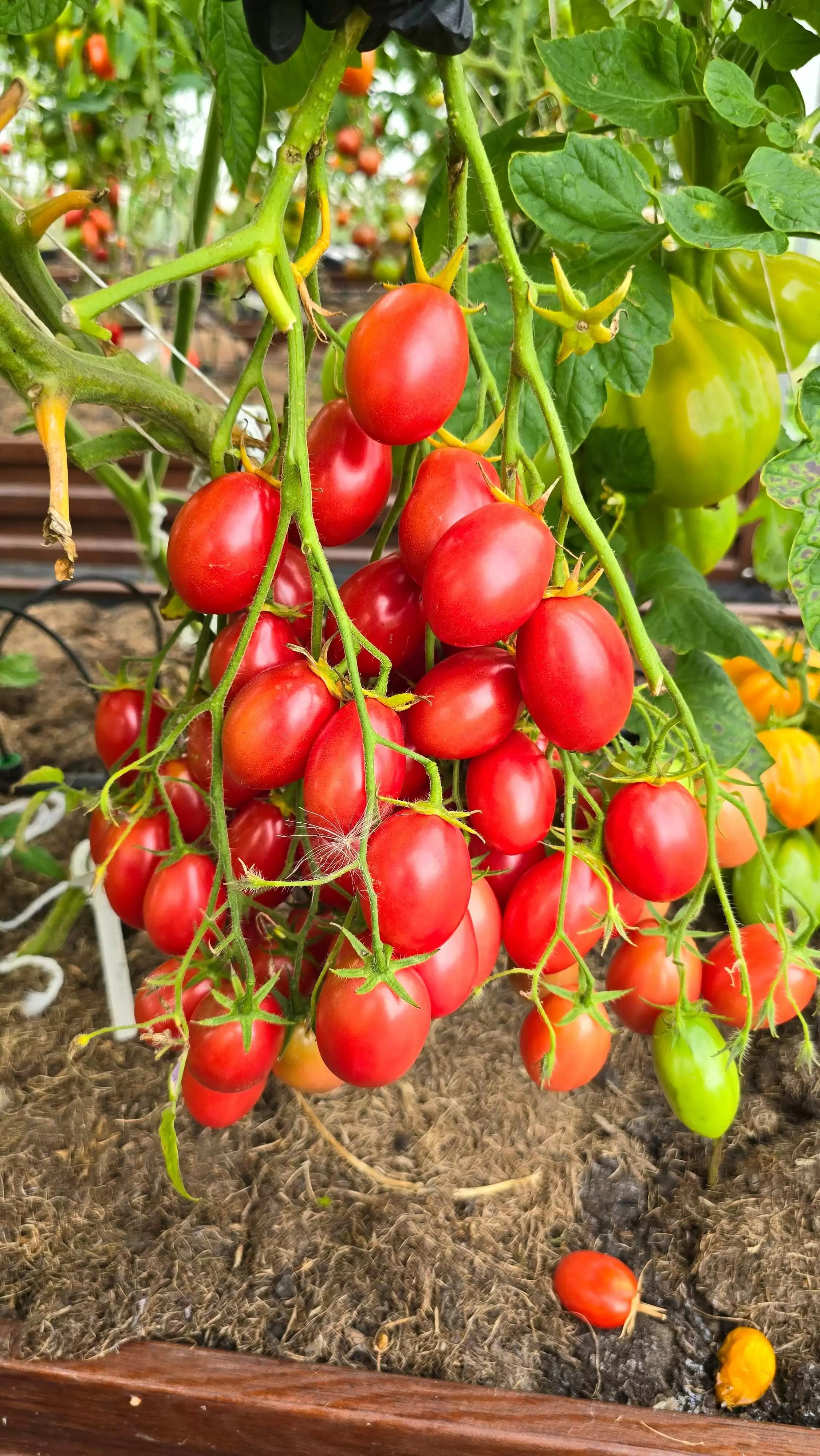 Козула 14 Мегагрон