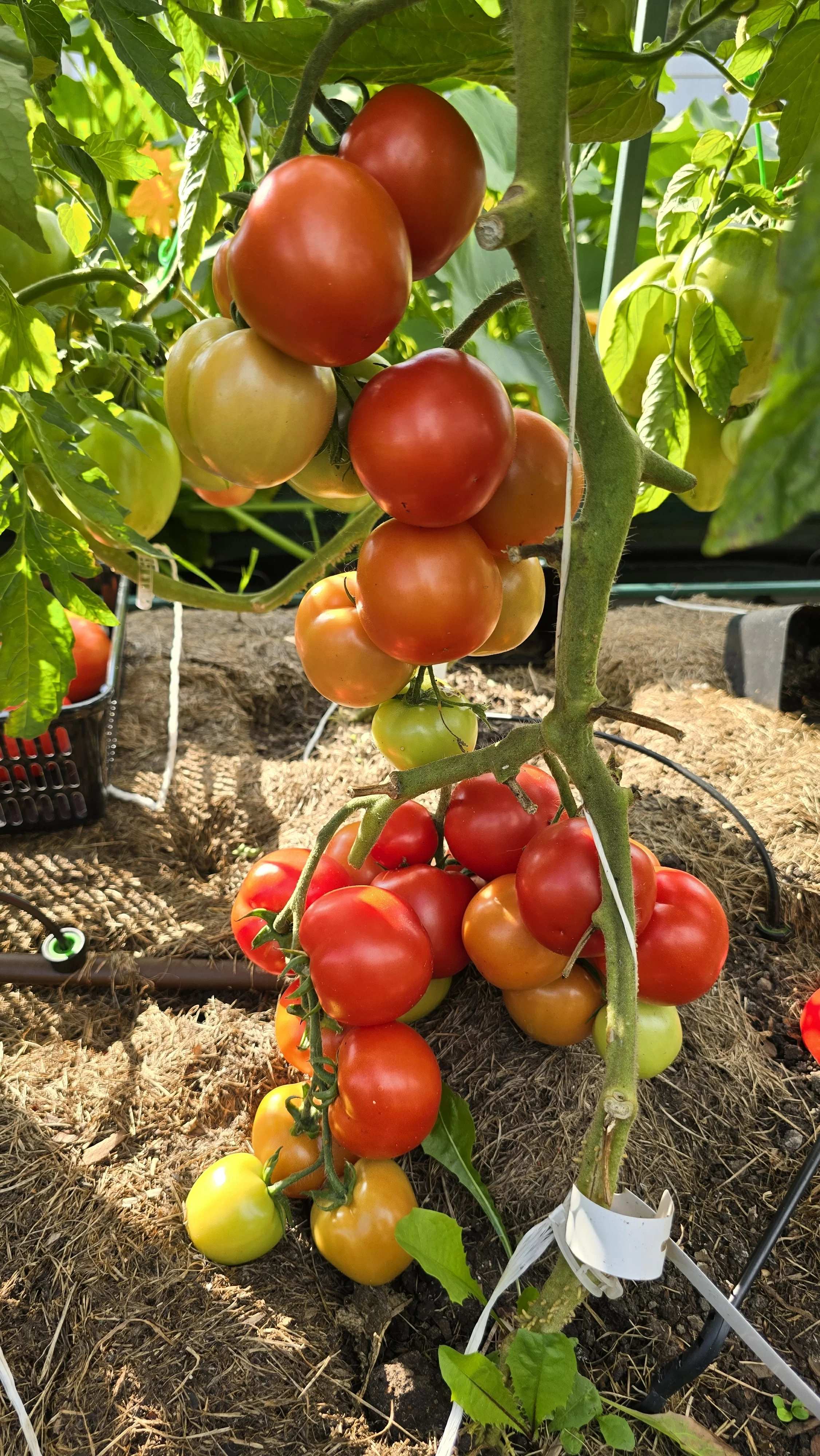 Ранний кистевой