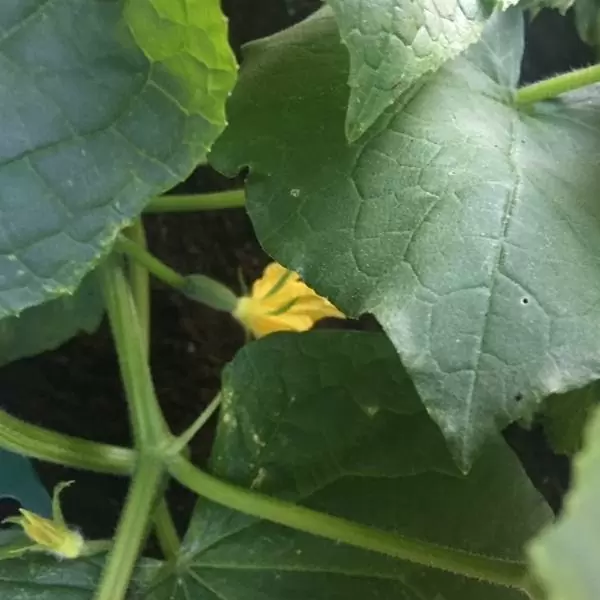 Выращивание рассады огурцов для теплицы