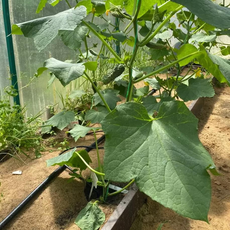 Как выращивать огурцы в тепличных условиях во время зимы Как выращивать огурцы в тепличных условиях во время зимы